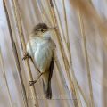 Teichrohrsänger (Acrocephalus scirpaceus)
