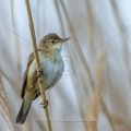 Teichrohrsänger (Acrocephalus scirpaceus)