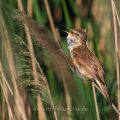 Drosselrohrsänger (Acrocephalus arundinaceus)