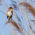 Drosselrohrsänger (Acrocephalus arundinaceus)