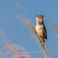 Drosselrohrsänger (Acrocephalus arundinaceus)