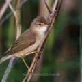 Sumpfrohrsänger (Acrocephalus palustris)