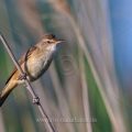 Drosselrohrsänger (Acrocephalus arundinaceus)