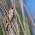 Drosselrohrsänger (Acrocephalus arundinaceus)