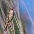 Drosselrohrsänger (Acrocephalus arundinaceus)