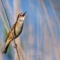 Drosselrohrsänger (Acrocephalus arundinaceus)