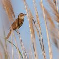Drosselrohrsänger (Acrocephalus arundinaceus)