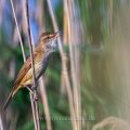 Drosselrohrsänger (Acrocephalus arundinaceus)