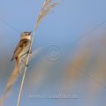 Schilfrohrsänger (Acrocephalus schoenobaenus)