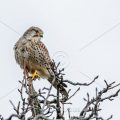 Turmfalke (Falco tinnunculus) Weibchen