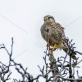 Turmfalke (Falco tinnunculus) Weibchen