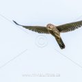 Turmfalke (Falco tinnunculus) Weibchen