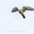 Turmfalke (Falco tinnunculus) Weibchen