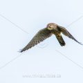 Turmfalke (Falco tinnunculus) Weibchen