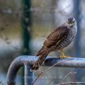 Sperber (Accipiter nisus) Weibchen