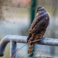 Sperber (Accipiter nisus) Weibchen