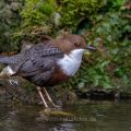 Wasseramsel (Cinclus cinclus)