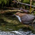 Wasseramsel (Cinclus cinclus)