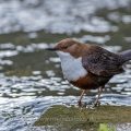 Wasseramsel (Cinclus cinclus)