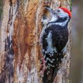 Mittelspecht (Leiopicus medius)