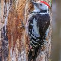 Mittelspecht (Leiopicus medius)