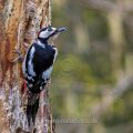 Buntspecht (Dendrocopos major) Männchen