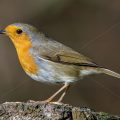 Rotkehlchen (Erithacus rubecula)