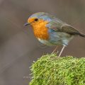 Rotkehlchen (Erithacus rubecula)
