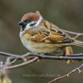 Feldsperling (Passer montanus)
