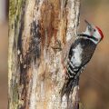 Mittelspecht (Leiopicus medius)