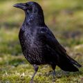 Rabenkrähe (Corvus corone)