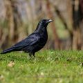 Rabenkrähe (Corvus corone)