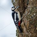 Buntspecht (Dendrocopos major) Männchen