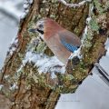 Eichelhäher (Garrulus glandarius)