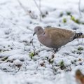 Türkentaube (Streptopelia decaocto)