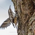 Gartenbaumläufer (Certhia brachydactyla)