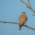 Turmfalke (Falco tinnunculus) Weibchen