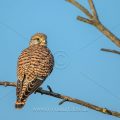 Turmfalke (Falco tinnunculus) Weibchen