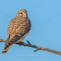 Turmfalke (Falco tinnunculus) Weibchen