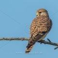 Turmfalke (Falco tinnunculus) Weibchen