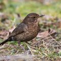 Amsel (Turdus merula) Weibchen