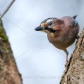 Eichelhäher (Garrulus glandarius)