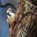 Mittelspecht (Leiopicus medius)
