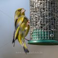 Grünfink (Carduelis chloris) Männchen