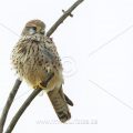 Turmfalke (Falco tinnunculus) Weibchen