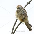 Turmfalke (Falco tinnunculus) Weibchen