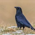 Rabenkrähe (Corvus corone)