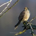 Turmfalke (Falco tinnunculus) Weibchen