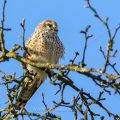 Turmfalke (Falco tinnunculus) Weibchen