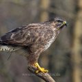 Mäusebussard (Buteo buteo)